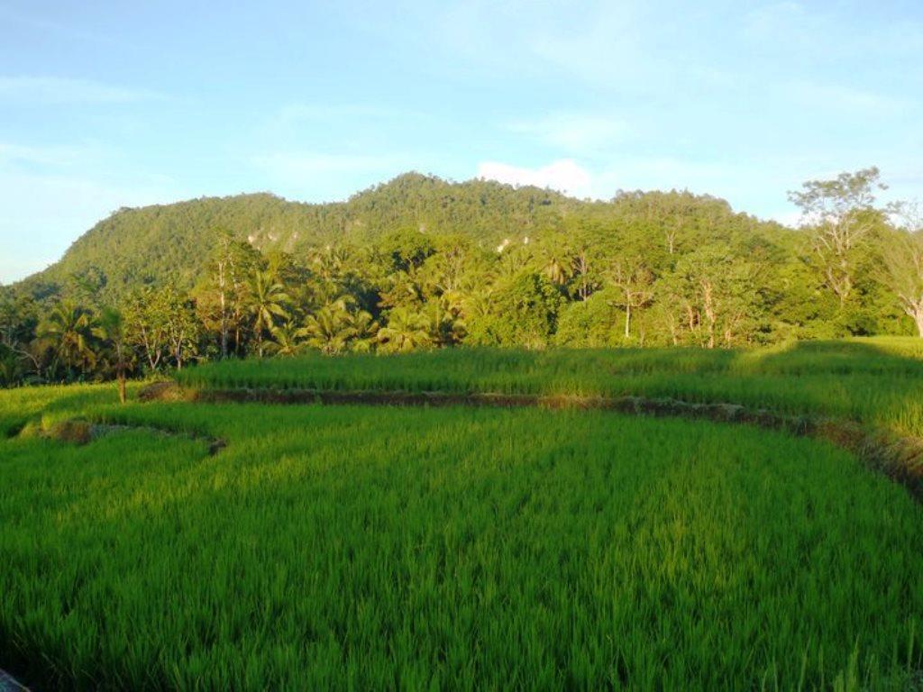 Bohol Paradise Hills Resort And Hotel Garcia Hernandez Eksteriør bilde